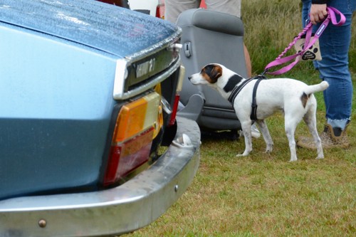 A canine visitor hasn't yet spotted the treat that is the Renault 12