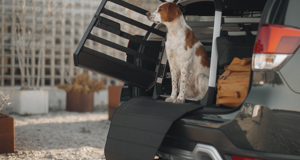 Thule launches range of dog crates for cars